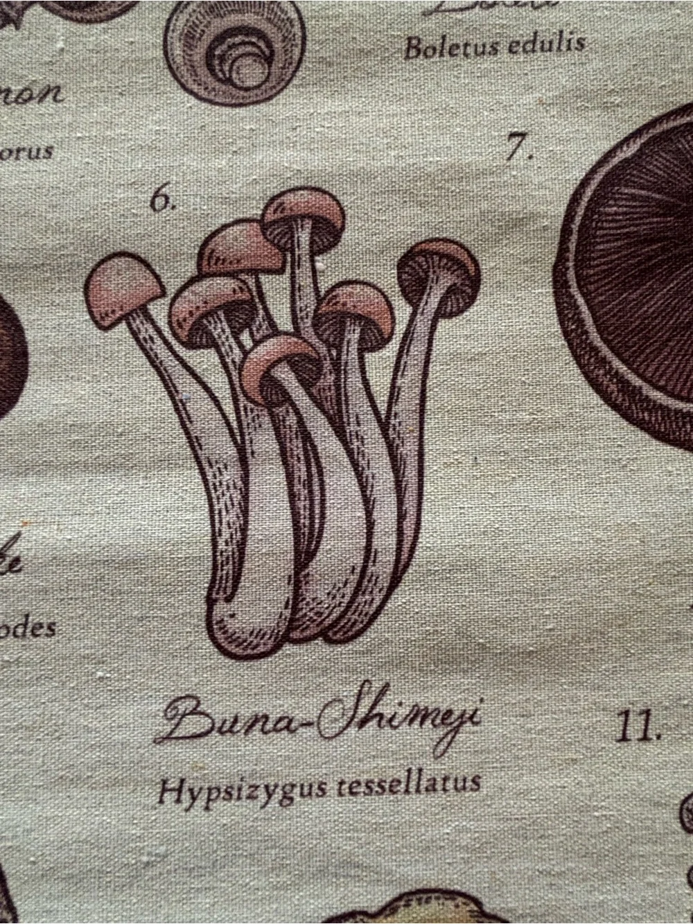Mushrooms of the World Wall Hanging - Neutral Brown Canvas